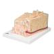 3B Scientific A79 MICROanatomy Bone Structure Model - Enlarged 80 Times, 3B Smart Anatomy