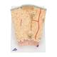 3B Scientific A79 MICROanatomy Bone Structure Model - Enlarged 80 Times, 3B Smart Anatomy