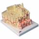 MICROanatomy Bone Structure Model - Enlarged 80 Times