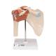 3B Scientific A80-1 Deluxe Functional Shoulder Joint Model - 3B Smart Anatomy