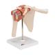 3B Scientific A80-1 Deluxe Functional Shoulder Joint Model - 3B Smart Anatomy