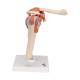 3B Scientific A80-1 Deluxe Functional Shoulder Joint Model - 3B Smart Anatomy