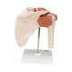 3B Scientific A80-1 Deluxe Functional Shoulder Joint Model - 3B Smart Anatomy