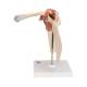3B Scientific A80-1 Deluxe Functional Shoulder Joint Model - 3B Smart Anatomy