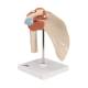 3B Scientific A80-1 Deluxe Functional Shoulder Joint Model - 3B Smart Anatomy