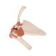 3B Scientific A80-1 Deluxe Functional Shoulder Joint Model - 3B Smart Anatomy