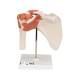 3B Scientific A80 Functional Shoulder Joint Model - 3B Smart Anatomy