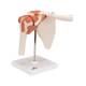 3B Scientific A80 Functional Shoulder Joint Model - 3B Smart Anatomy