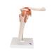 3B Scientific A80 Functional Shoulder Joint Model - 3B Smart Anatomy