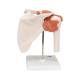 3B Scientific A80 Functional Shoulder Joint Model - 3B Smart Anatomy