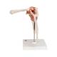 3B Scientific A80 Functional Shoulder Joint Model - 3B Smart Anatomy
