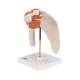 3B Scientific A80 Functional Shoulder Joint Model - 3B Smart Anatomy