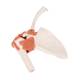 3B Scientific A80 Functional Shoulder Joint Model - 3B Smart Anatomy