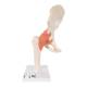 3B Scientific A81-1 Deluxe Functional Hip Joint Model - 3B Smart Anatomy