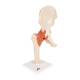 3B Scientific A81-1 Deluxe Functional Hip Joint Model - 3B Smart Anatomy