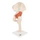 3B Scientific A81-1 Deluxe Functional Hip Joint Model - 3B Smart Anatomy