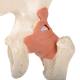 3B Scientific A81-1 Deluxe Functional Hip Joint Model - 3B Smart Anatomy