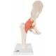 Deluxe Functional Hip Joint Model