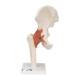 3B Scientific A81 Functional Hip Joint Model - 3B Smart Anatomy