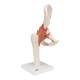3B Scientific A81 Functional Hip Joint Model - 3B Smart Anatomy