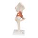 3B Scientific A81 Functional Hip Joint Model - 3B Smart Anatomy