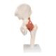 3B Scientific A81 Functional Hip Joint Model - 3B Smart Anatomy