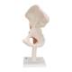 3B Scientific A81 Functional Hip Joint Model - 3B Smart Anatomy