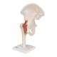 3B Scientific A81 Functional Hip Joint Model - 3B Smart Anatomy