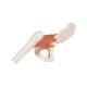 3B Scientific A81 Functional Hip Joint Model - 3B Smart Anatomy
