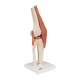 3B Scientific A82-1 Deluxe Functional Knee Joint Model - 3B Smart Anatomy