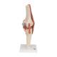 3B Scientific A82-1 Deluxe Functional Knee Joint Model - 3B Smart Anatomy