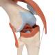 3B Scientific A82-1 Deluxe Functional Knee Joint Model - 3B Smart Anatomy