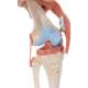3B Scientific A82-1 Deluxe Functional Knee Joint Model - 3B Smart Anatomy