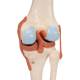 3B Scientific A82-1 Deluxe Functional Knee Joint Model - 3B Smart Anatomy