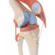 Deluxe Functional Knee Joint Model