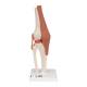 3B Scientific A82 Functional Knee Joint Model - 3B Smart Anatomy