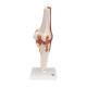 3B Scientific A82 Functional Knee Joint Model - 3B Smart Anatomy