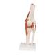 3B Scientific A82 Functional Knee Joint Model - 3B Smart Anatomy