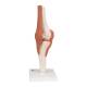 3B Scientific A82 Functional Knee Joint Model - 3B Smart Anatomy