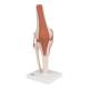 3B Scientific A82 Functional Knee Joint Model - 3B Smart Anatomy