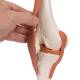 3B Scientific A82 Functional Knee Joint Model - 3B Smart Anatomy