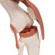 3B Scientific A82 Functional Knee Joint Model - 3B Smart Anatomy