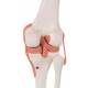 Functional Knee Joint Model