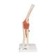 3B Scientific A83-1 Deluxe Functional Elbow Joint Model