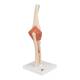 3B Scientific A83-1 Deluxe Functional Elbow Joint Model