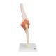 3B Scientific A83-1 Deluxe Functional Elbow Joint Model