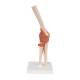 3B Scientific A83-1 Deluxe Functional Elbow Joint Model