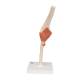3B Scientific A83-1 Deluxe Functional Elbow Joint Model