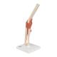 3B Scientific A83-1 Deluxe Functional Elbow Joint Model