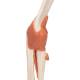 3B Scientific A83-1 Deluxe Functional Elbow Joint Model